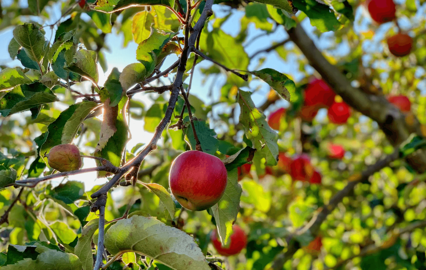 Fruit flower detection in apple orchards using ML
