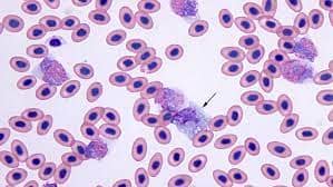 Identifying and counting avian blood cells in whole slide images via deep learning